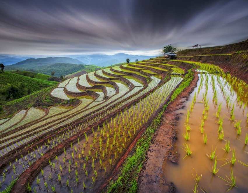 Рисові поля Дагестану «поправляться» на три тисячі гектарів