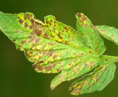 Як позбутися від чорних плям на листках томатів