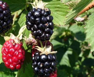 Особливості вирощування ожини сорти Апачі