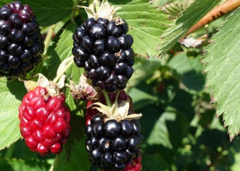 Особенности выращивания ежевики сорта Апачи