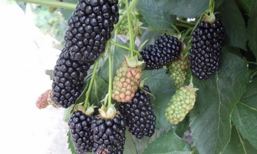 Ожина Прайм Арк Фрідом