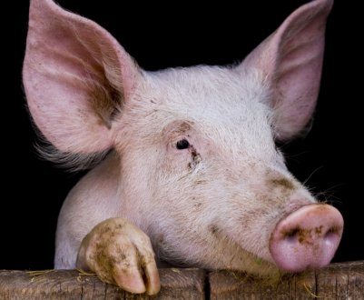 Зовсім ніяких відходів. Свиноферма з Прикарпаття виробляє біогаз із гною