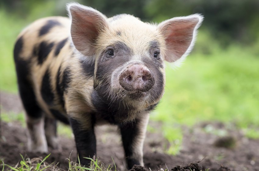 Зовсім ніяких відходів. Свиноферма з Прикарпаття виробляє біогаз з гною Зовсім ніяких відходів. Свиноферма з Прикарпаття виробляє біогаз з гною