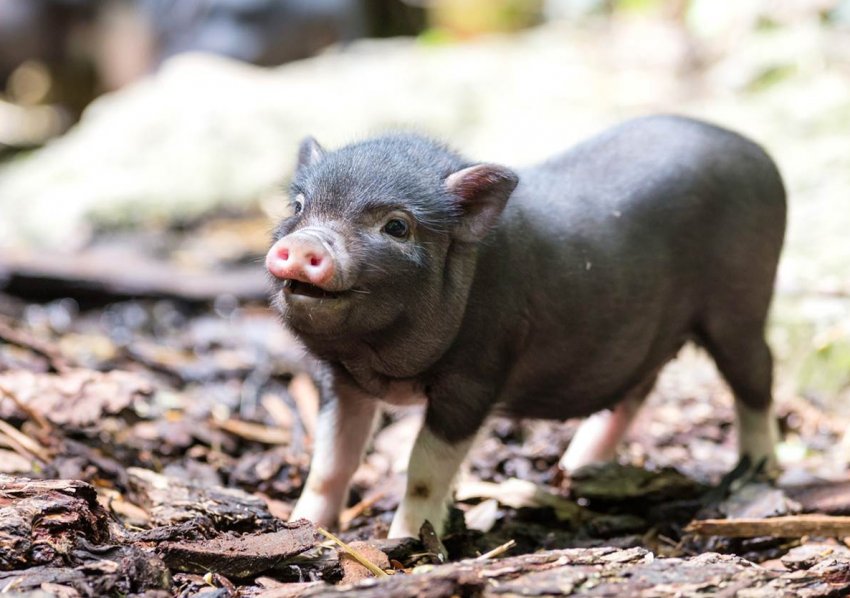 Зовсім ніяких відходів. Свиноферма з Прикарпаття виробляє біогаз з гною Зовсім ніяких відходів. Свиноферма з Прикарпаття виробляє біогаз з гною