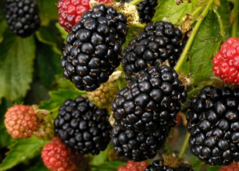 Ежевика Торнфри: характеристики сорта, особенности выращивания