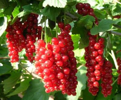 Чорна і червона штамбова смородина: як сформувати у вигляді дерева