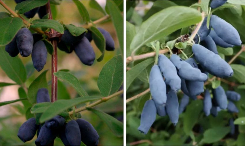 Жимолость Челябинка Жимолость Челябинка