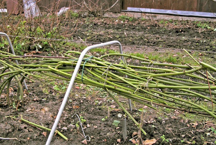 Пригинання ожини на зиму