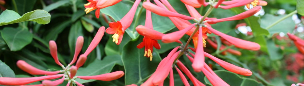 Декоративний сорт жимолості Брауна Бланш Сэндмэн: особливості вирощування