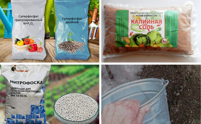 Добрива під кущ Добрива під кущ