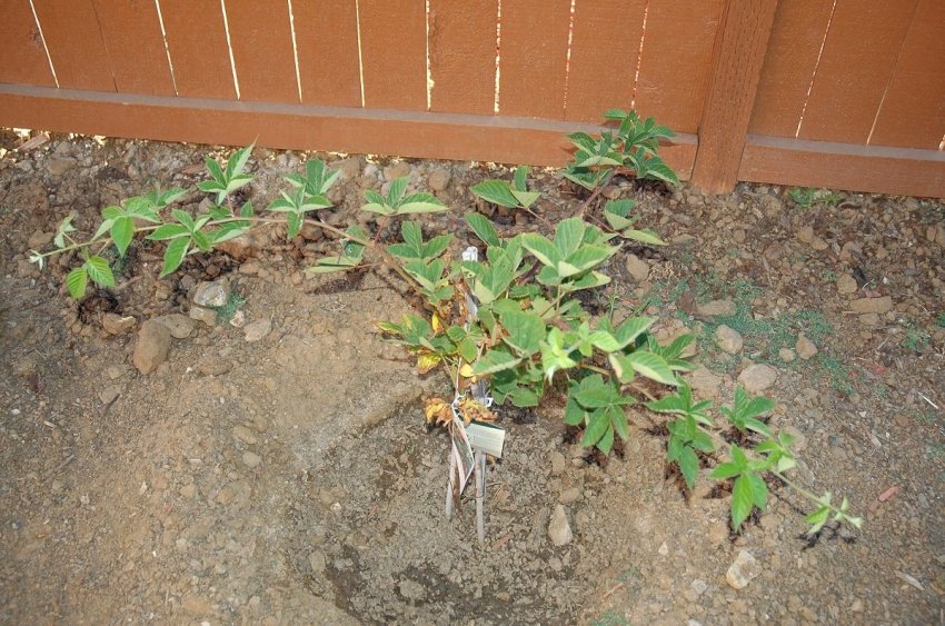 Місце під посадку ожини Місце під посадку ожини