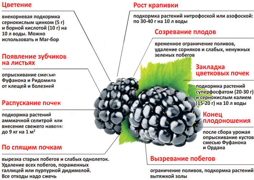 Підживлення ожини Підживлення ожини