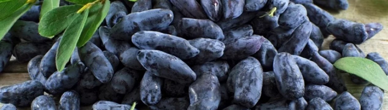 Жимолость їстівна Стрежевчанка — особливості та характеристики