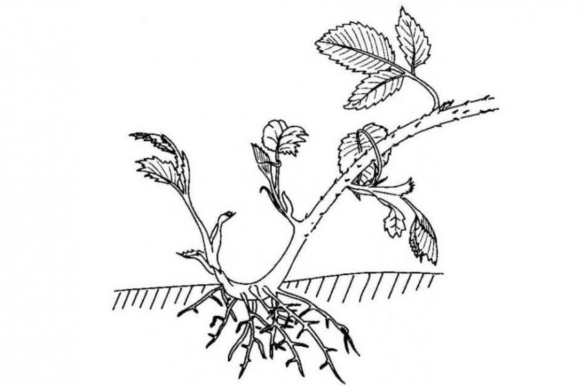 Розмноження ожини верхівками Розмноження ожини верхівками