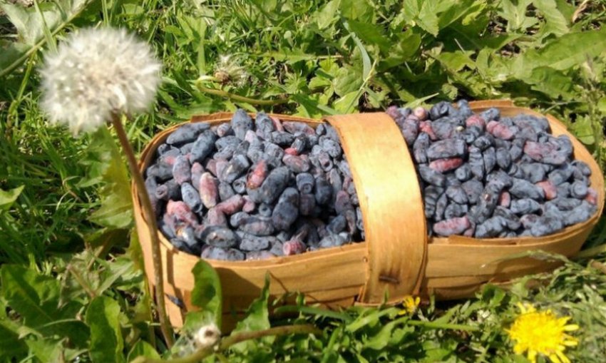 Урожай жимолості Урожай жимолості