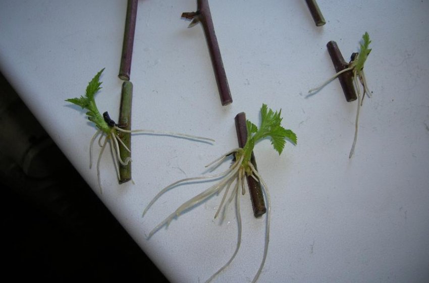 Розмноження ожини живцями Розмноження ожини живцями