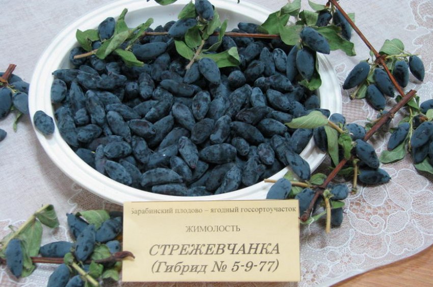 Жимолость Амфора Описание Фото Отзывы