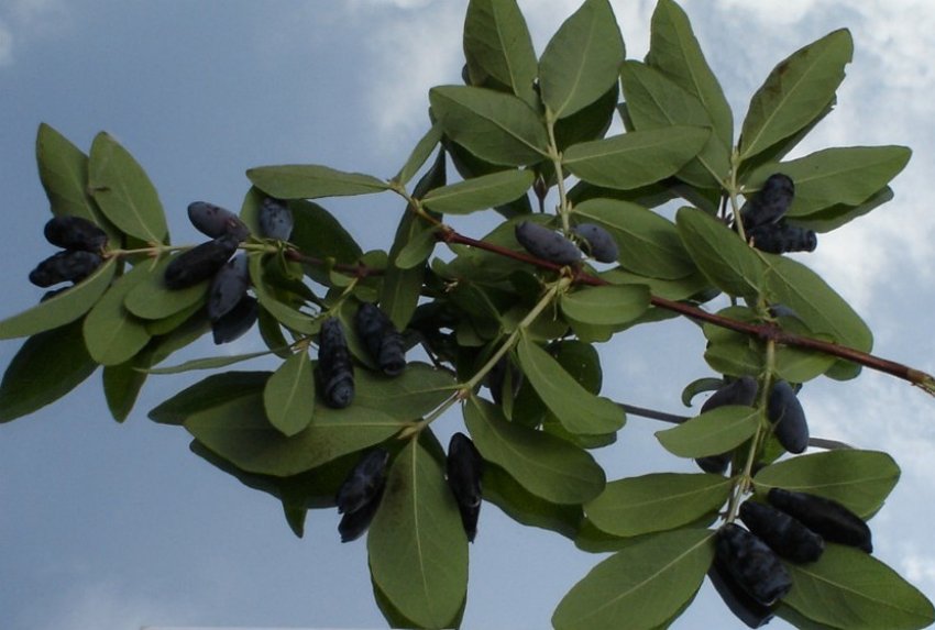 жимолость Їстівна Стрежевчанка