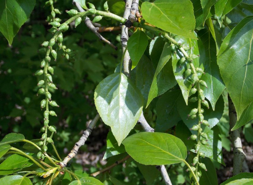 Перші біоенергетичні ферми відкрилися в Тернопільській області