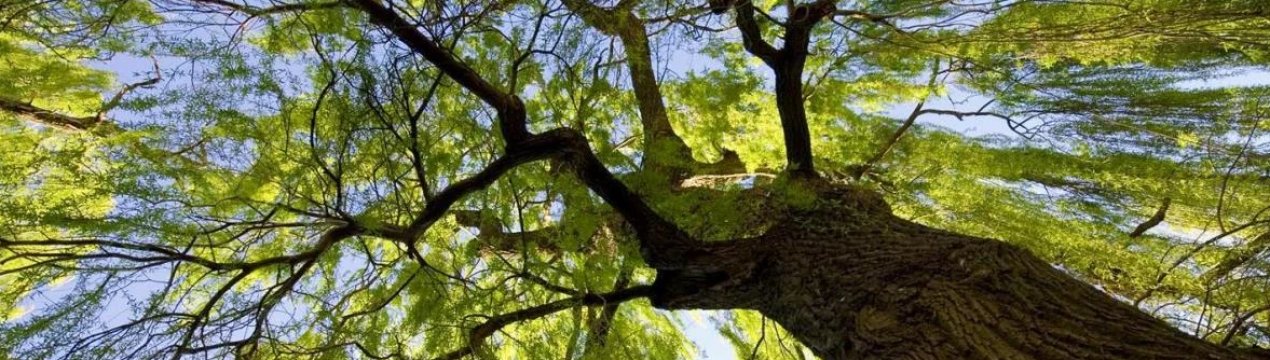 Перші біоенергетичні ферми відкрилися в Тернопільській області