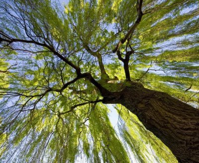 Перші біоенергетичні ферми відкрилися в Тернопільській області