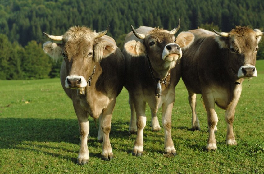 Калінінградські скотарі накопичили мільйон тонн відходів Калінінградські скотарі накопичили мільйон тонн відходів