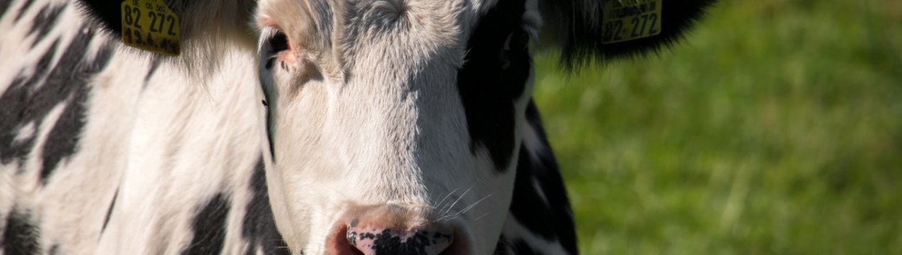 Калінінградські скотарі накопичили мільйон тонн відходів