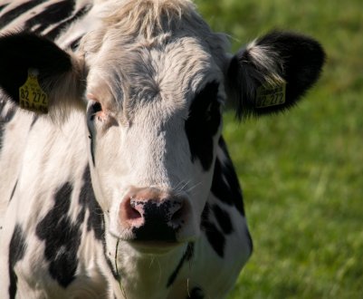 Калінінградські скотарі накопичили мільйон тонн відходів