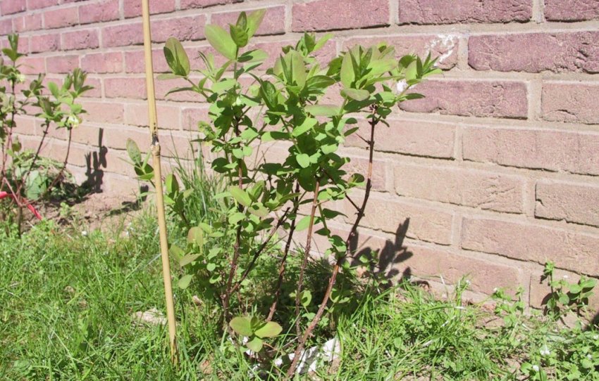 Місце посадки жимолості