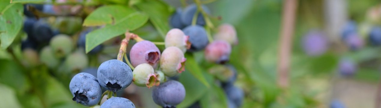 У прикарпатського фермера-майдановца невідомі виламали 700 кущів малини