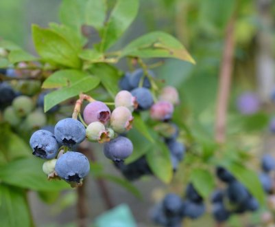У прикарпатського фермера-майдановца невідомі виламали 700 кущів малини