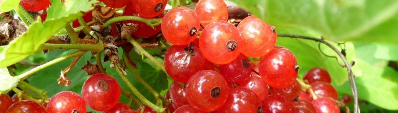 Самый лучший сорт красной смородины для подмосковья. . Самый лучший сорт красной смородины для подмосковья фото. Самый лучший сорт красной смородины для подмосковья-. картинка Самый лучший сорт красной смородины для подмосковья. картинка . Среди садоводов большей популярностью пользуется черная смородина, но и кусты красной смородины все равно можно встретить в саду любителей лакомиться вкусными и полезными ягодками. Кусты красной смородины культивируются по всей стране, но благоприятным для них климатом считается центральная часть России, в том числе и Подмосковье. Климат в этих местах весьма переменчив, но подходящий для садоводства. Но чтобы собрать прекрасный урожай необходимо выбрать лучшие сорта красной смородины для Подмосковья. Стараясь и ухаживая, можно получить великолепный урожай.