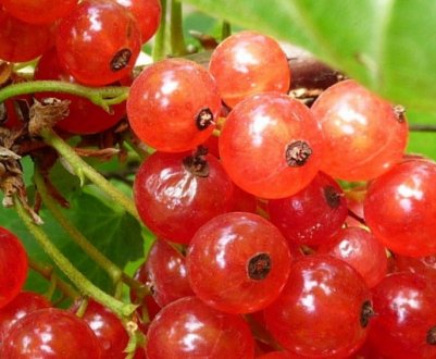 Червона смородина для Підмосков'я