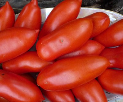 Помідори «Хохлома»: опис сорти, агротехніка вирощування