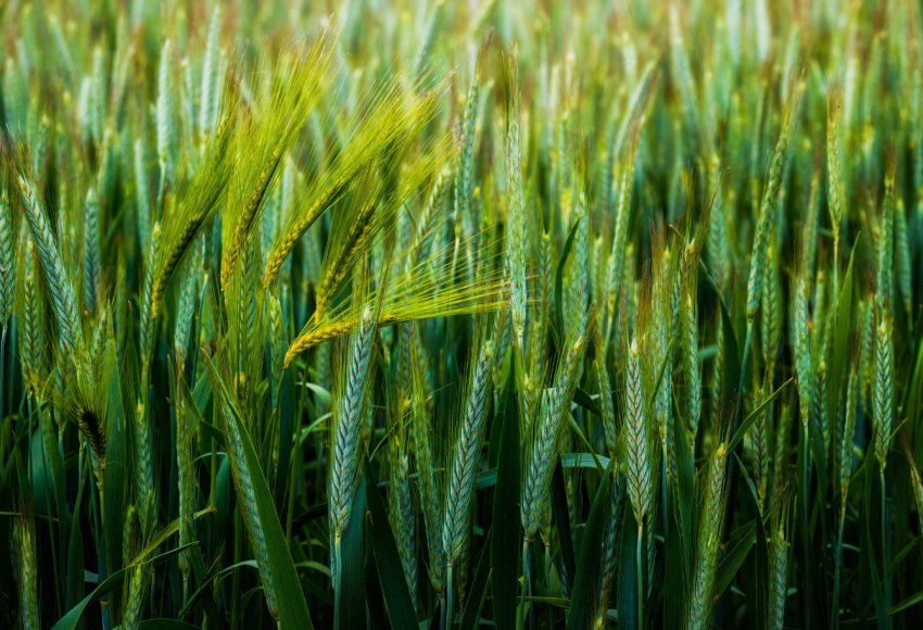 Збір врожаю в одному з кооперативів Київської області під загрозою зриву Збір врожаю в одному з кооперативів Київської області під загрозою зриву