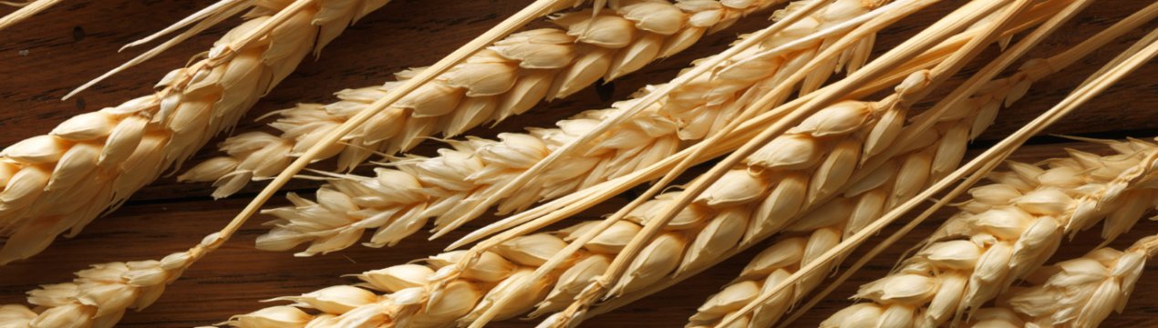 Збір врожаю в одному з кооперативів Київської області під загрозою зриву