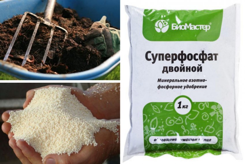 Добрива для жимолості