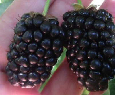 Характеристика та особливості вирощування ожини Прайм Арк 45 (Prime Ark 45)