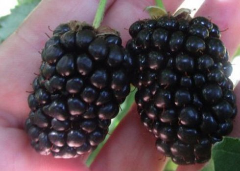 Характеристика и особенности выращивания ежевики Прайм Арк 45 (Prime Ark 45)