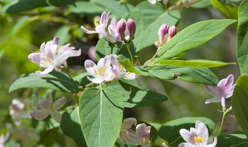 Цвітіння жимолості