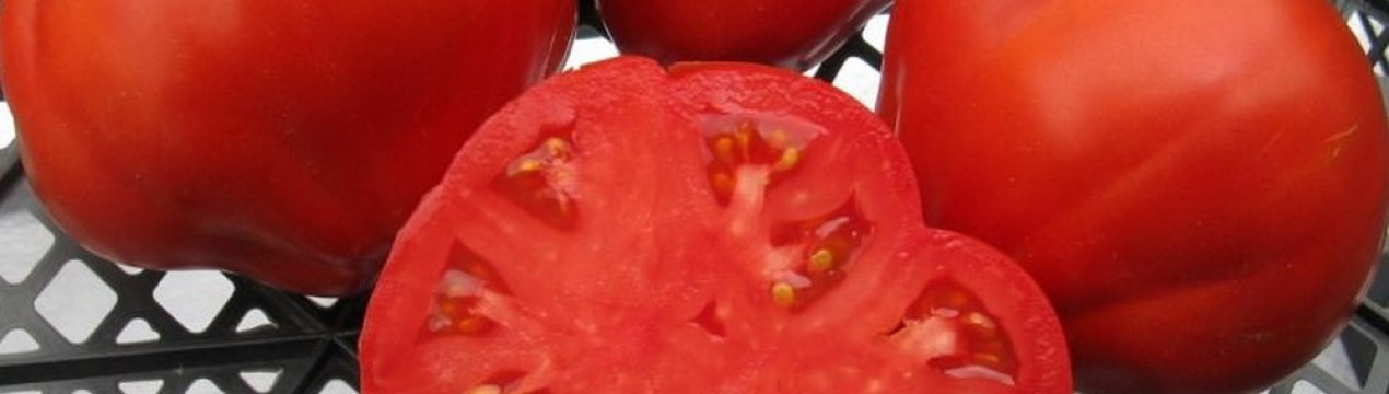 Помідори «Цукровий бізон»: опис, агротехніка вирощування