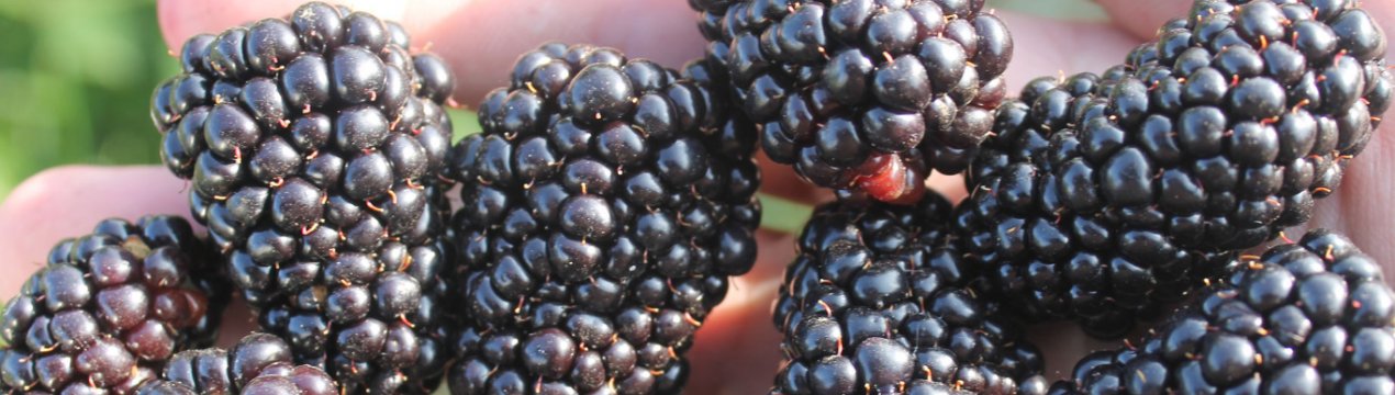 Ожина Смутстем: опис сорту і особливості вирощування