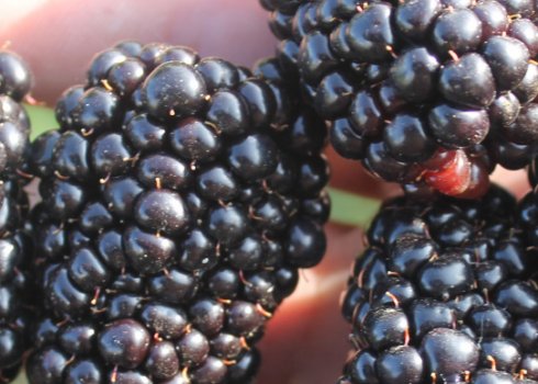 Ожина Смутстем: опис сорту і особливості вирощування