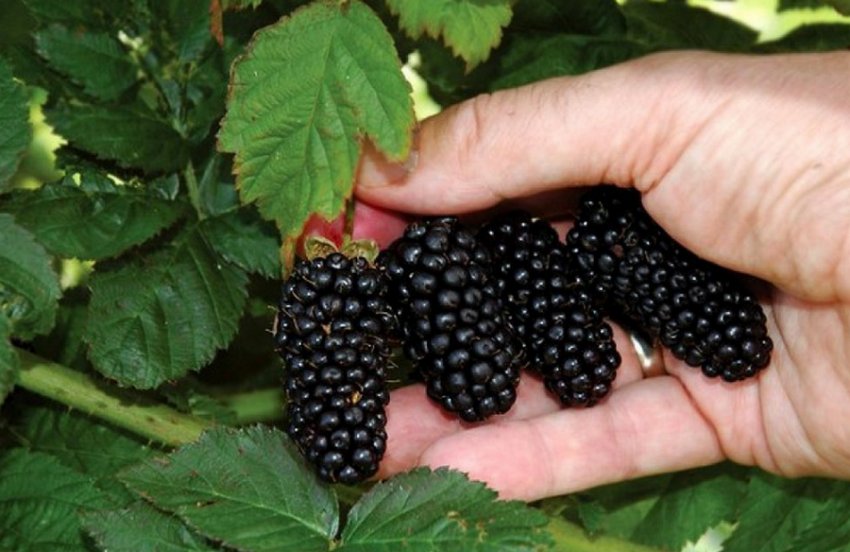 Сорт ожини Смутстем Сорт ожини Смутстем