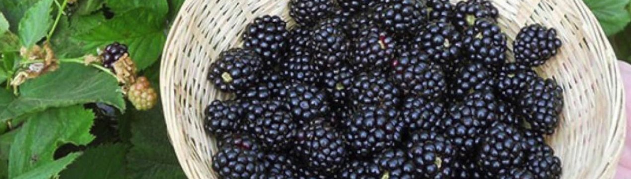 Сорт ежевики рубен описание сорта. . Сорт ежевики рубен описание сорта фото. Сорт ежевики рубен описание сорта-. картинка Сорт ежевики рубен описание сорта. картинка . Сорт Рубен – это очень вкусная и отливающаяся своей красотой ягода. Отзывы о ежевика Рубен в большинстве своем положительные, поскольку этот сорт не требует особого ухода и хорошо (в отличие от других сортов ежевики) переносит хранение. По внешнему виду Рубен больше имеет схожесть с малиной, чем ежевикой. Побеги Рубена не совсем похожи на побеги ежевики. Побег довольно-таки мощный, толстый, прямостоящий. В подвязке к шпалеру нет никакой необходимости, рубен может сам себя неплохо держать. Рубен – раннеспелый сорт. В отличие от других сортов, урожай сорта Рубен можно начинать собирать в первый год после того, как вы посадите ягоду. Если вы будете правильно ухаживать за кустом, то за сезон вы сможете два раза собрать неплохой урожай: конец августа и ноябрь. При правильном уходе вы сможет собирать 5-6 кг ягод. Также особенностью Рубена является наличие шипов. Но, к счастью, они никак не помешают работе по уходу за кустами. Дачники, которые выращивают этот сорт говорят о том, что никаких неудобств шипы не доставляют.