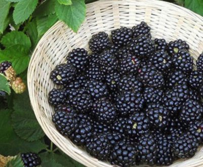 Сорт ожини Рубен: переваги та недоліки