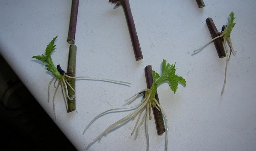 Розмноження ожини живцями Розмноження ожини живцями