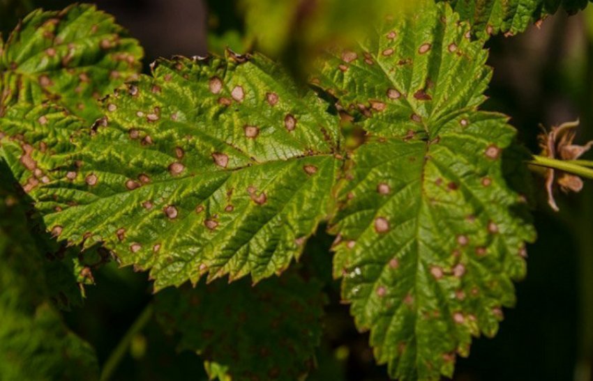 Іржа ожини Іржа ожини