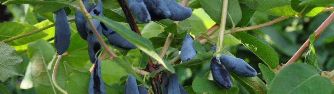 Жимолость їстівна сорти Сильгинка — основні характеристики