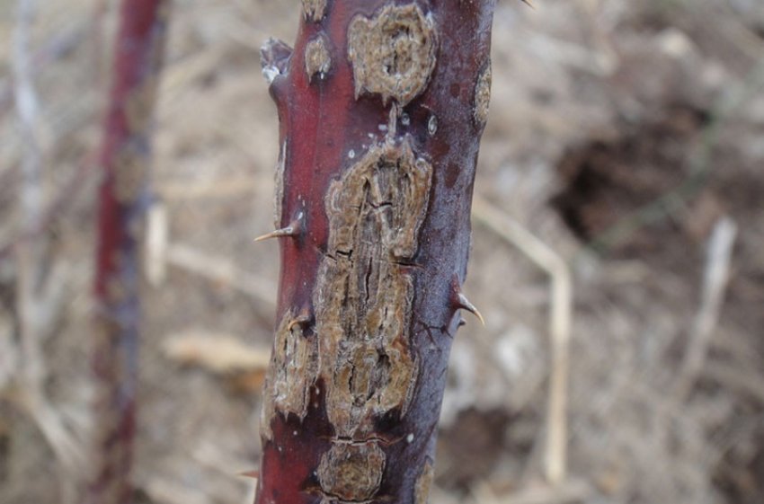 Антракноз Антракноз